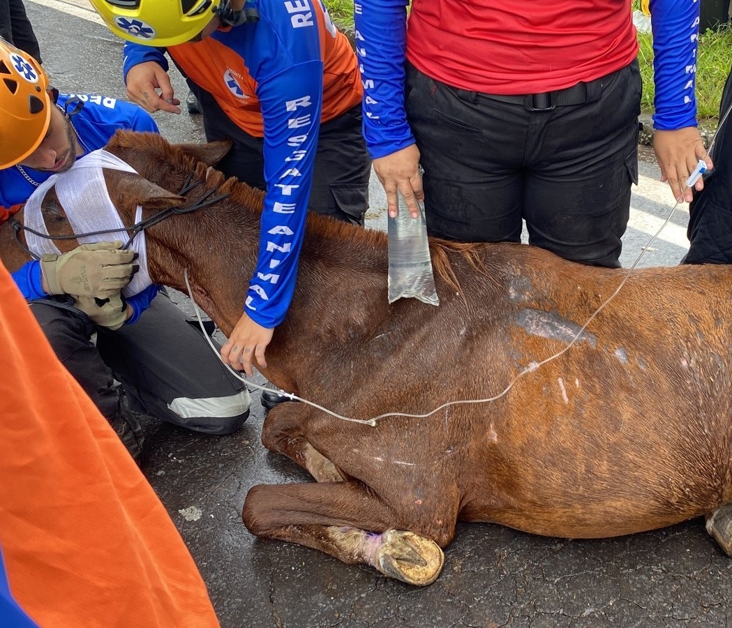 Equipe GRABH realizando resgate de animal em situação de emergência